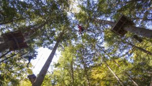Tree To Tree Adventure Park Idaho